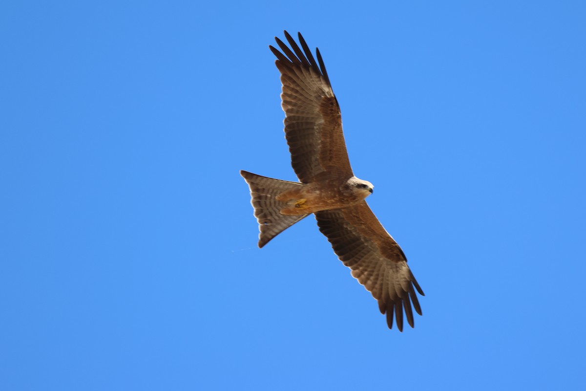 Square-tailed Kite - ML618609247