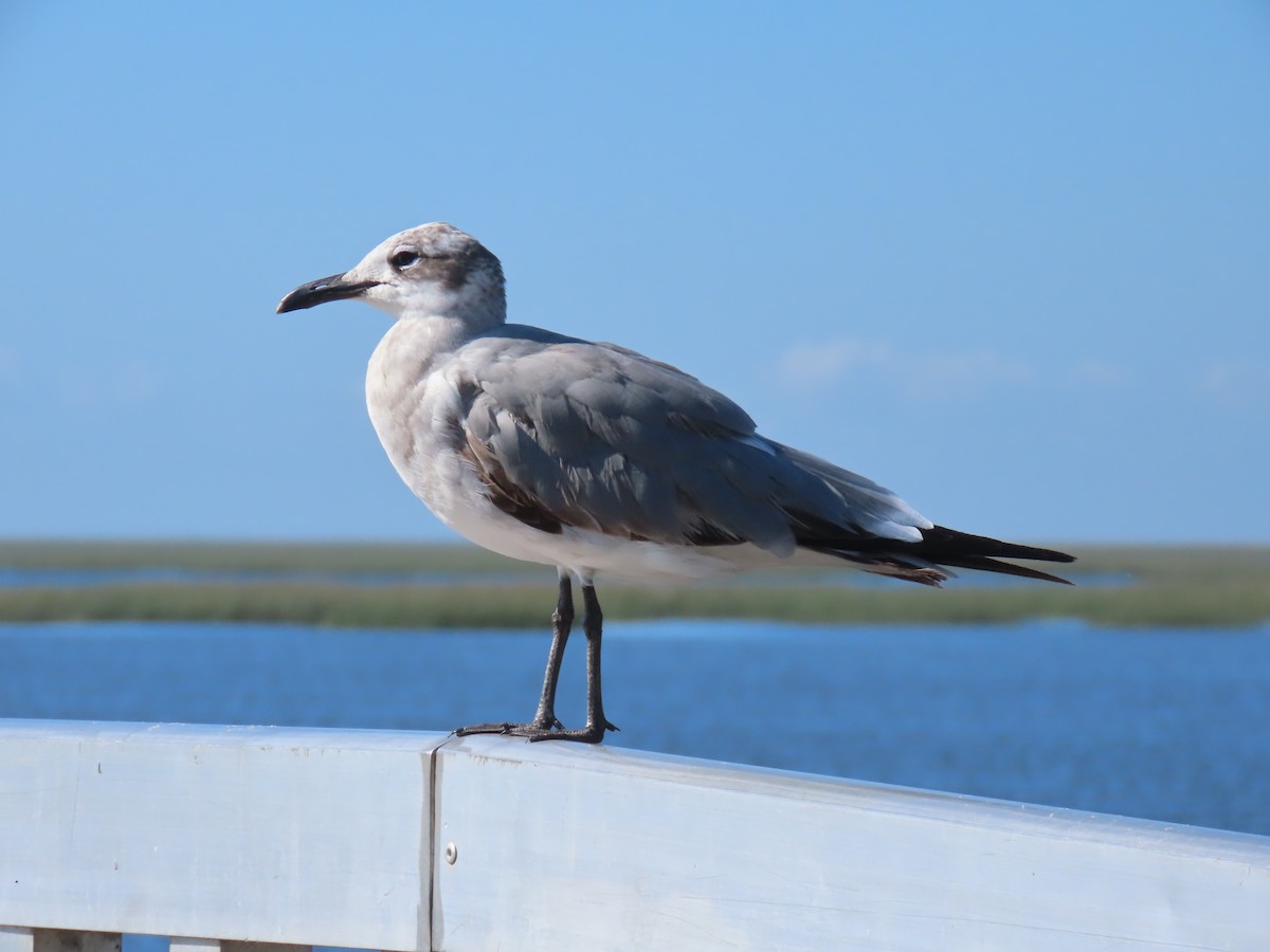 Laughing Gull - Laurie Witkin