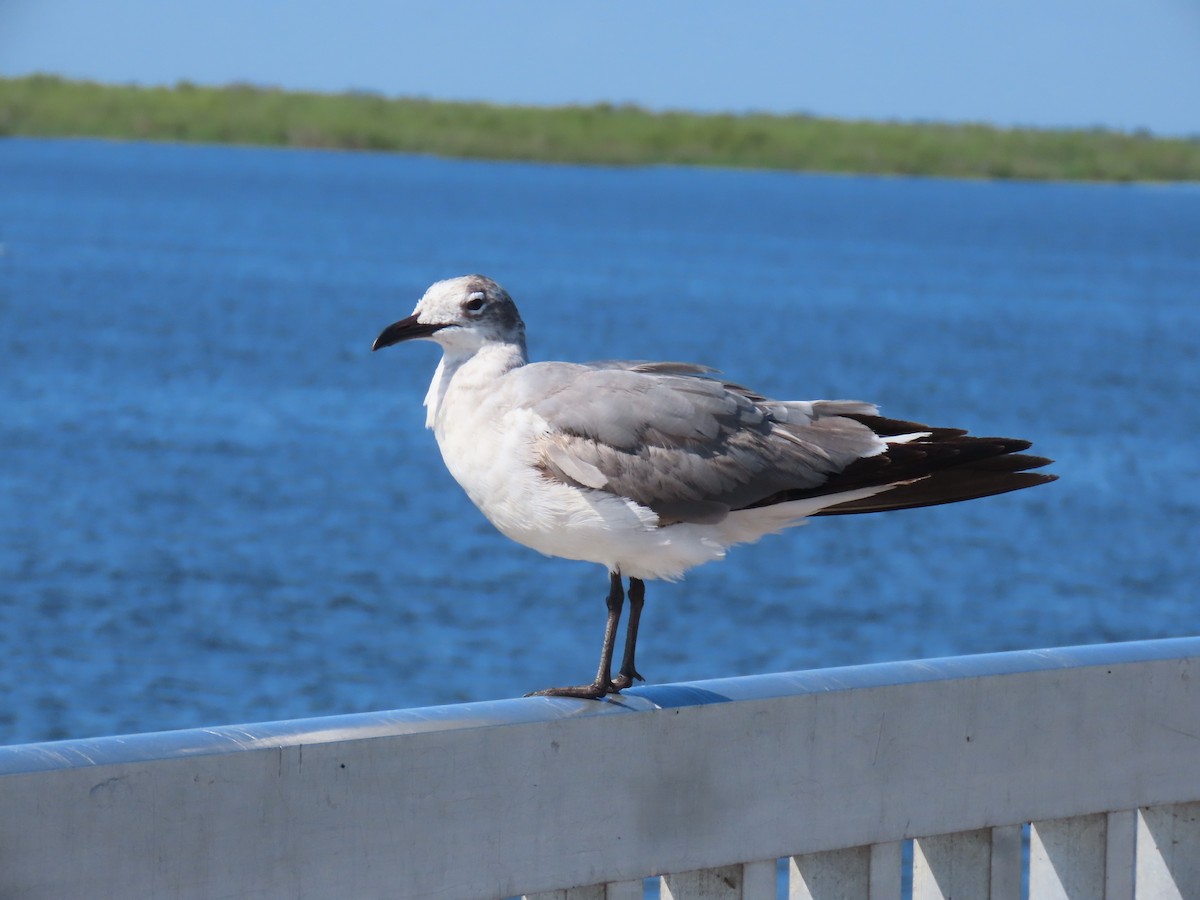 Laughing Gull - Laurie Witkin