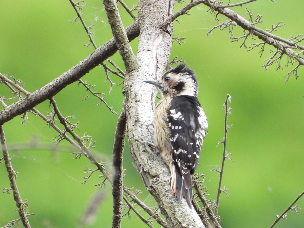 Gray-capped Pygmy Woodpecker - ML618609411