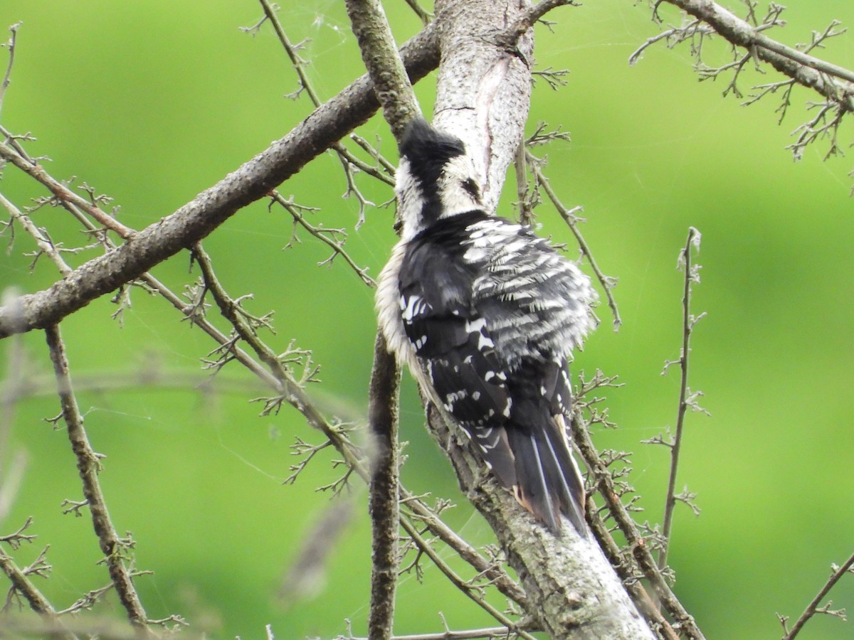 Gray-capped Pygmy Woodpecker - ML618609412