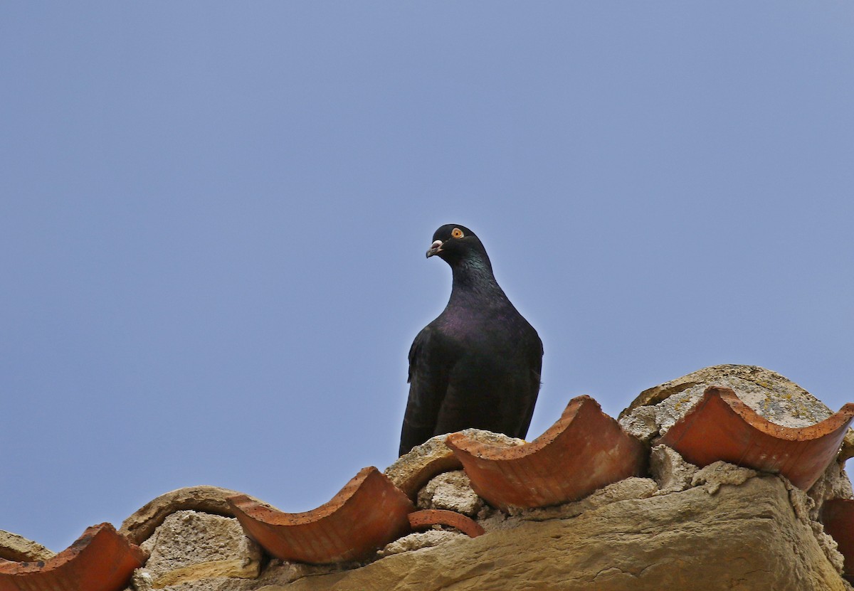 Rock Pigeon (Feral Pigeon) - ML618609416