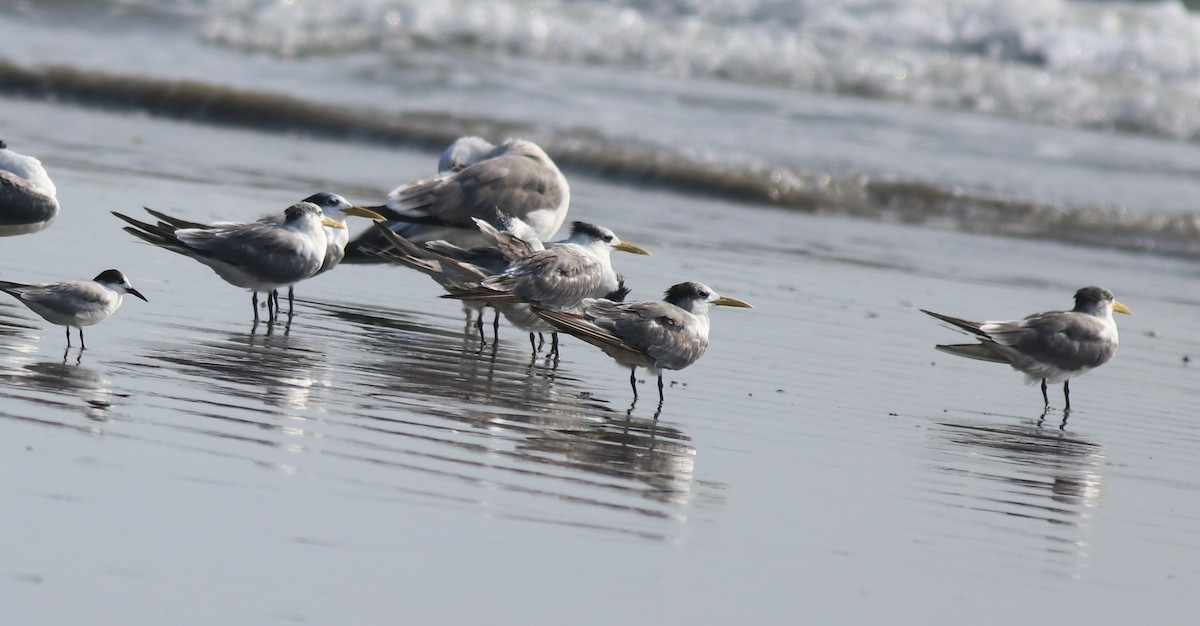 Great Crested Tern - ML618609473