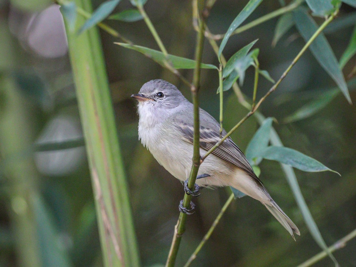 Southern Beardless-Tyrannulet - Elby Anderson A Silva