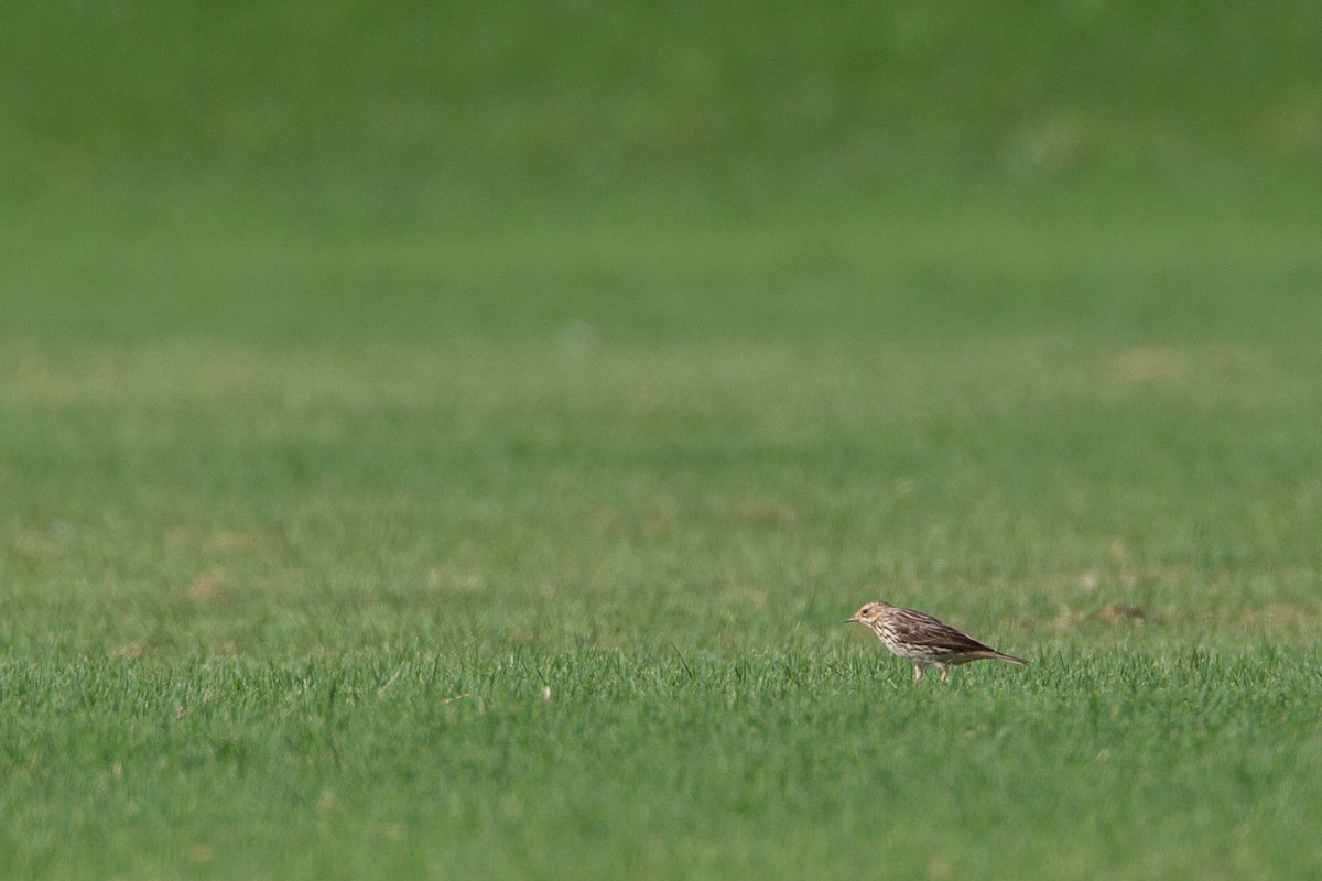Red-throated Pipit - ML618609569