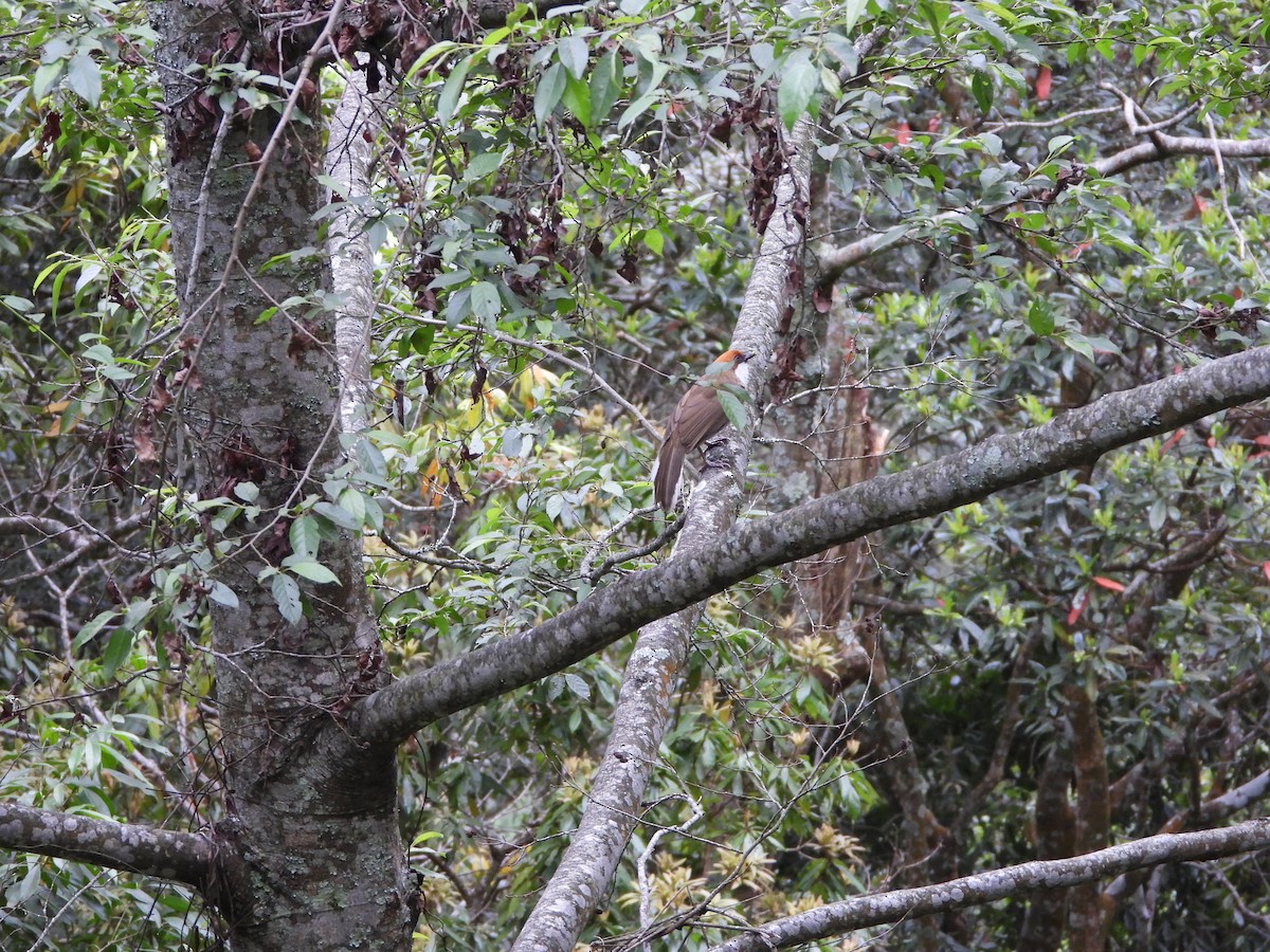 Rufous-crowned Laughingthrush - ML618609591