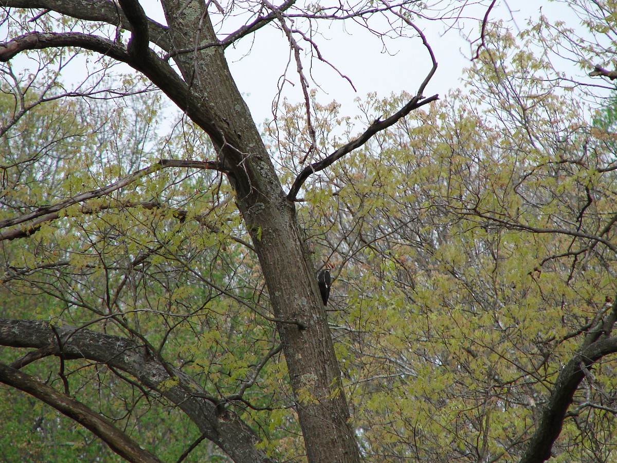 Pileated Woodpecker - ML618609638