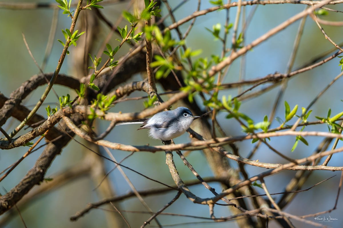 Blue-gray Gnatcatcher - Khürt Williams
