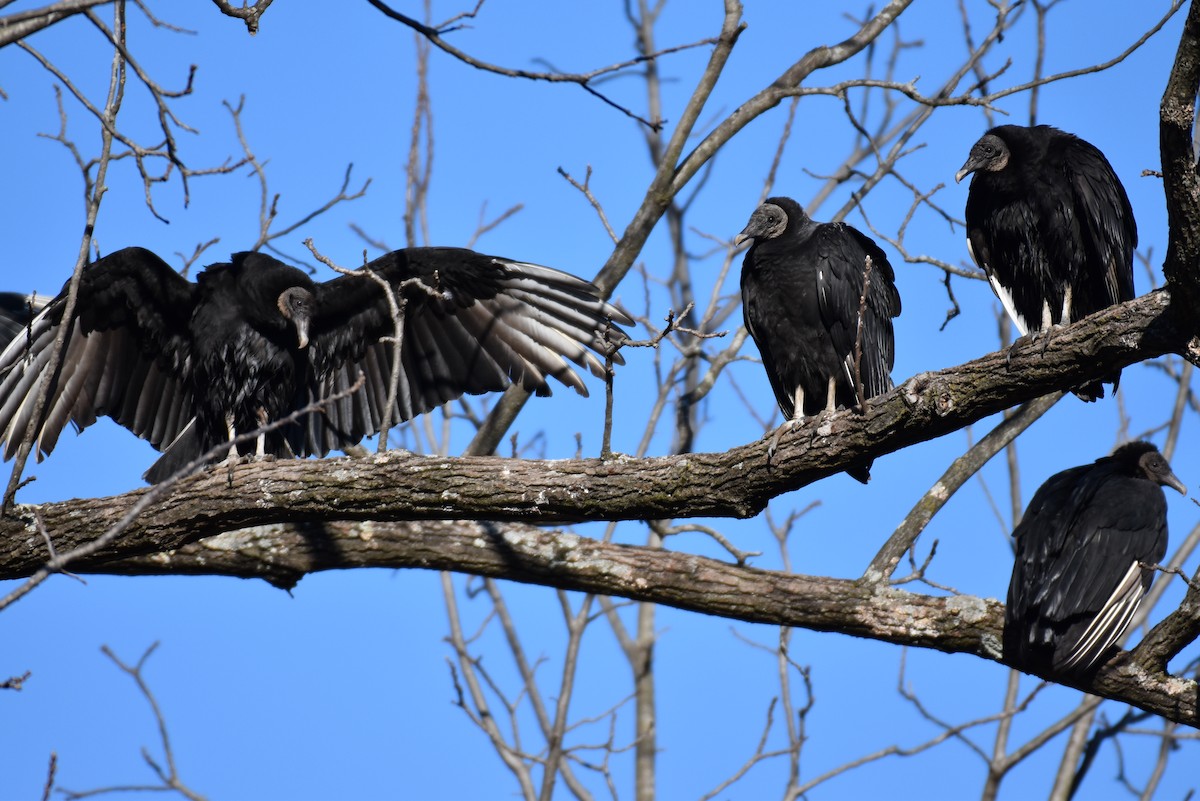 Black Vulture - ML618609702