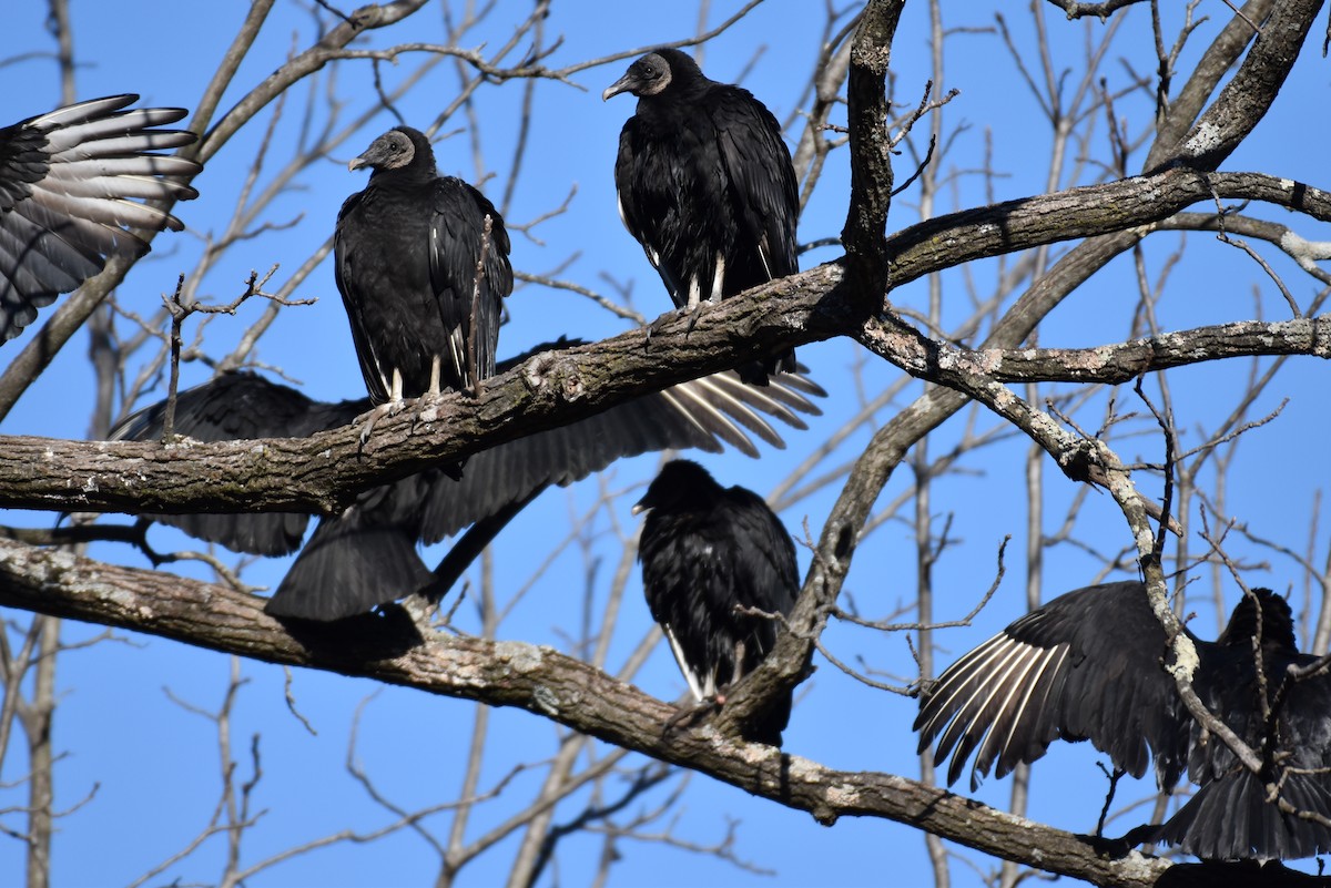 Black Vulture - ML618609703