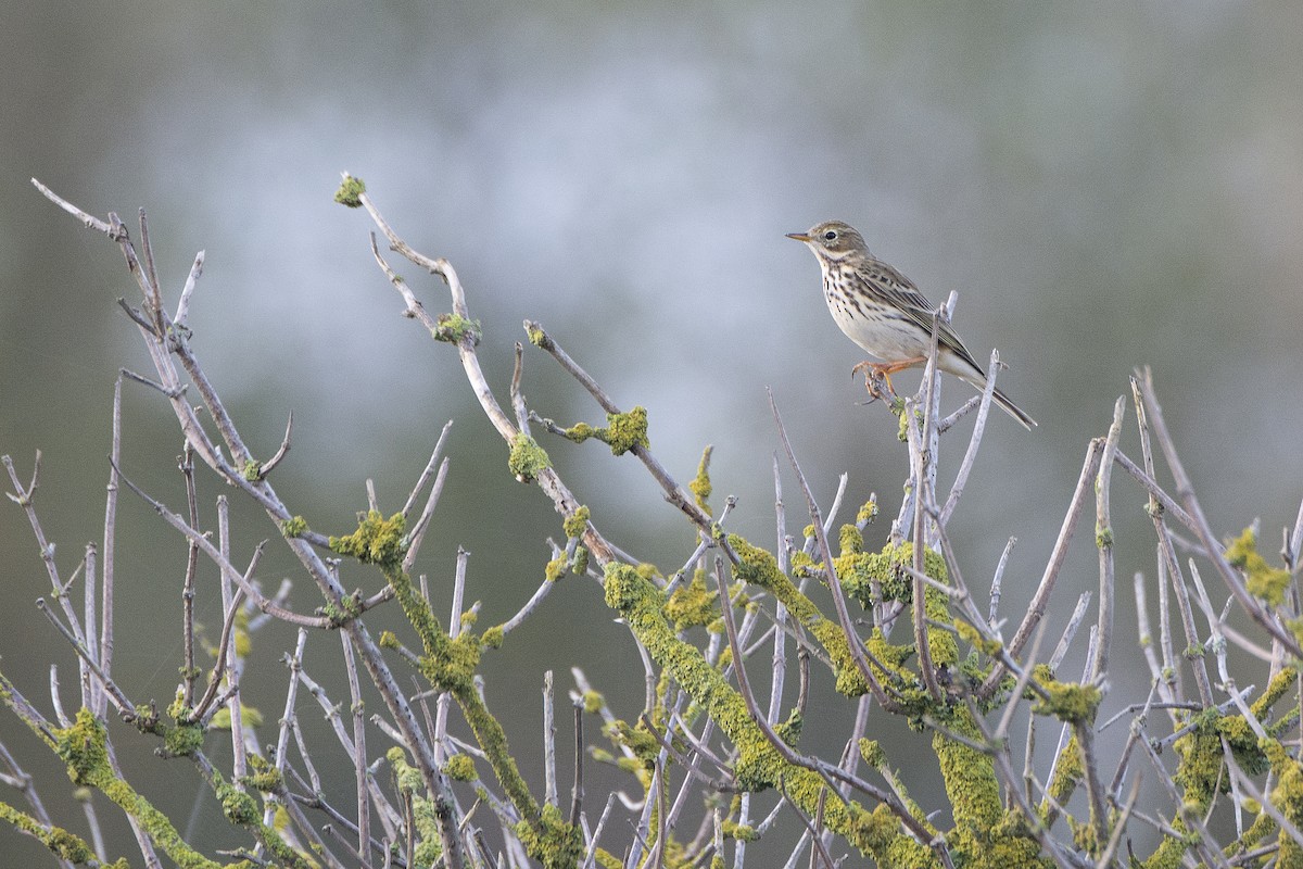 Meadow Pipit - ML618609704