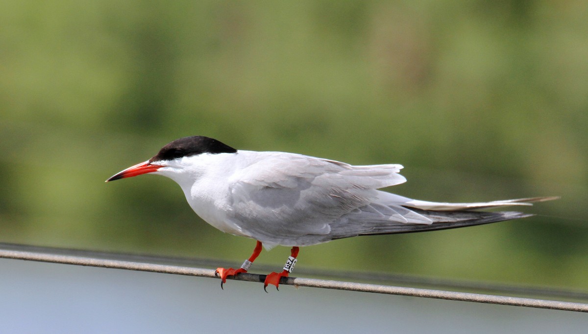 Common Tern - ML618609708