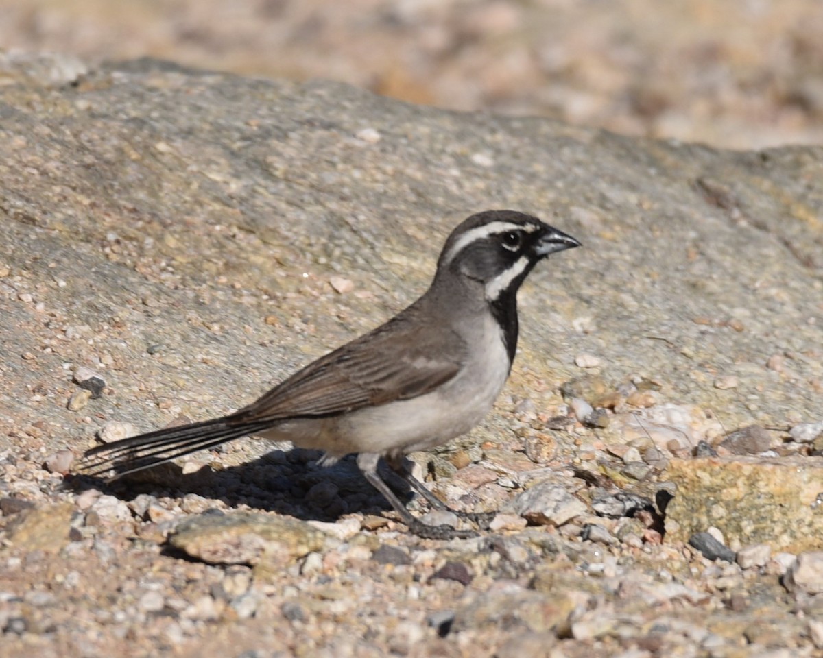 Black-throated Sparrow - ML618609726