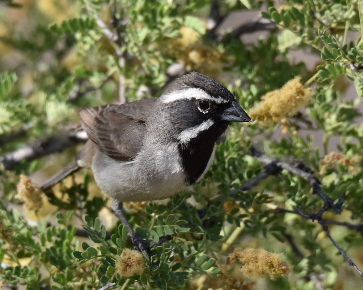 Black-throated Sparrow - ML618609727