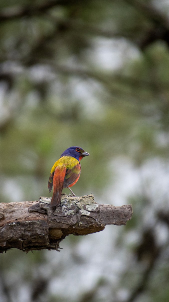 Painted Bunting - ML618609749