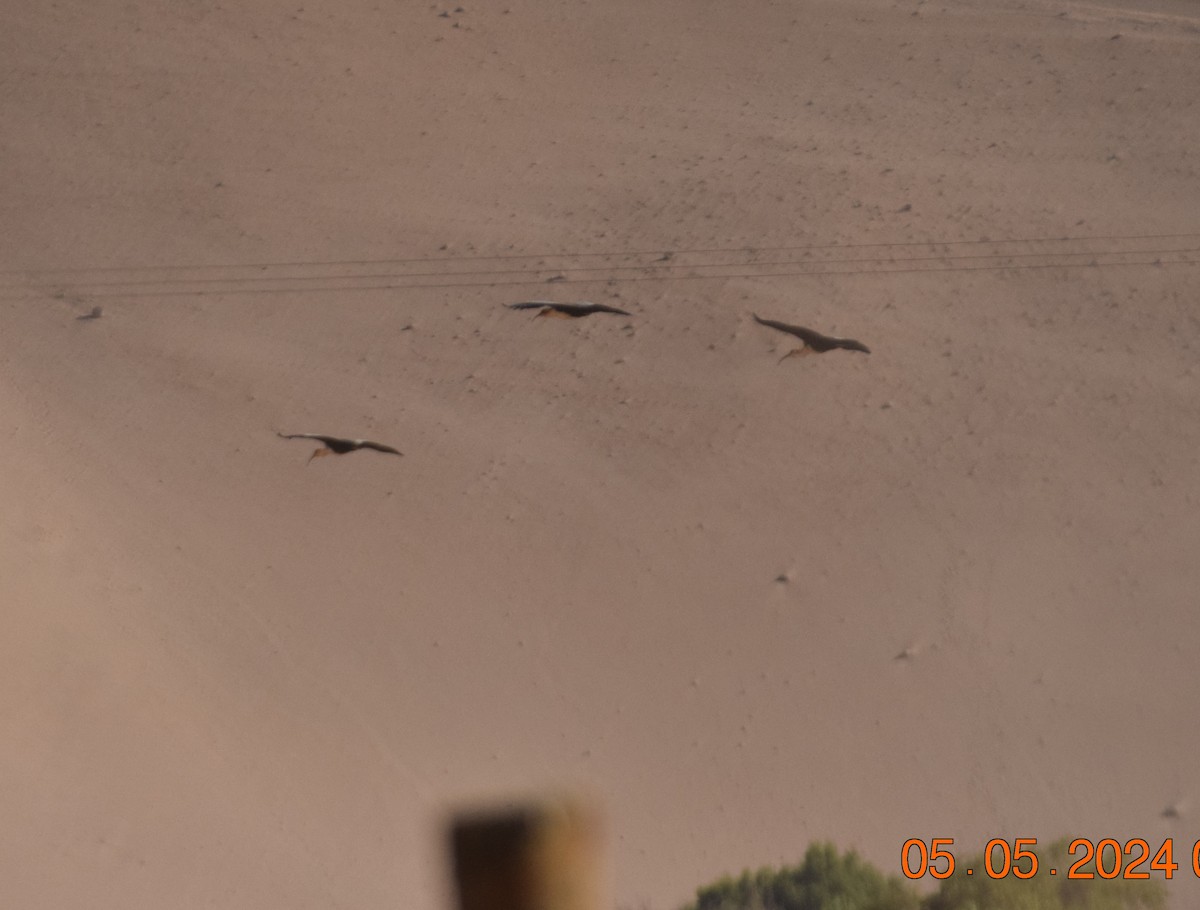 Ibis des Andes - ML618609753