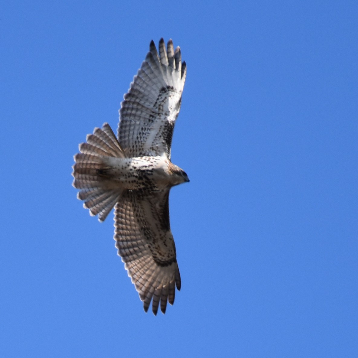 Red-tailed Hawk - ML618609797