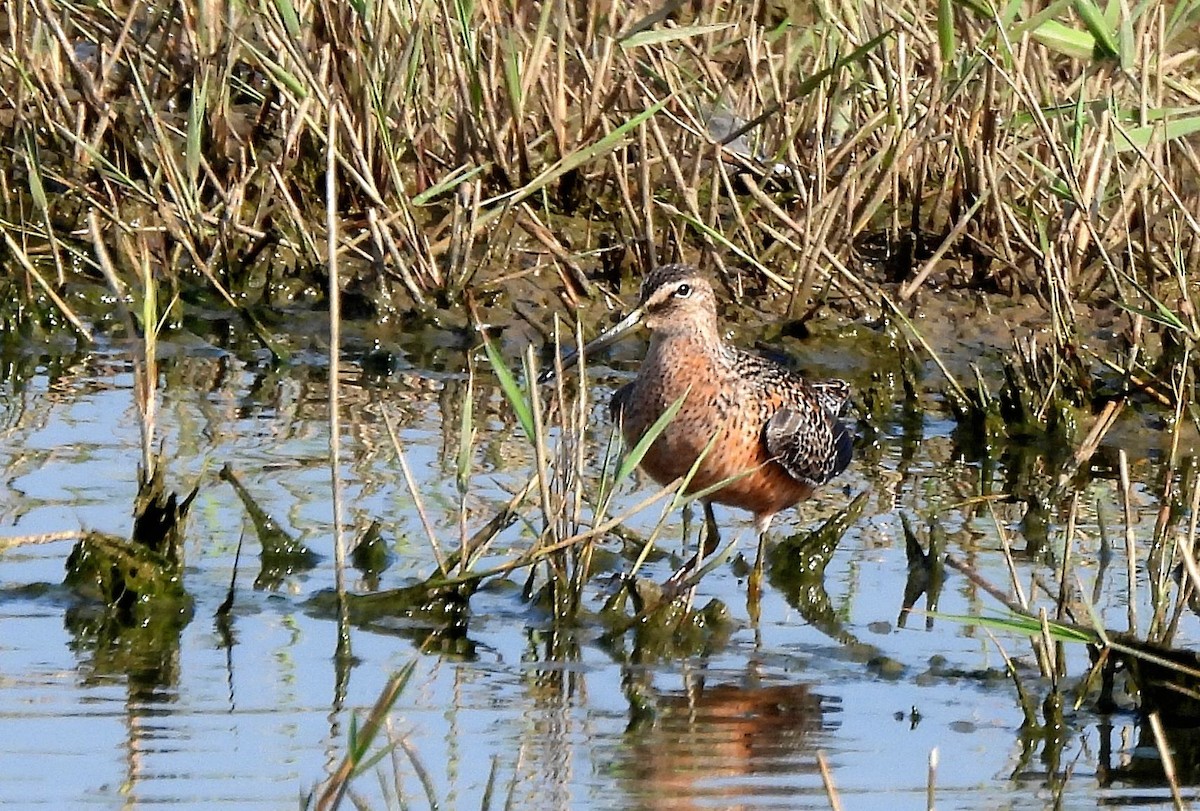 Long-billed Dowitcher - ML618609898
