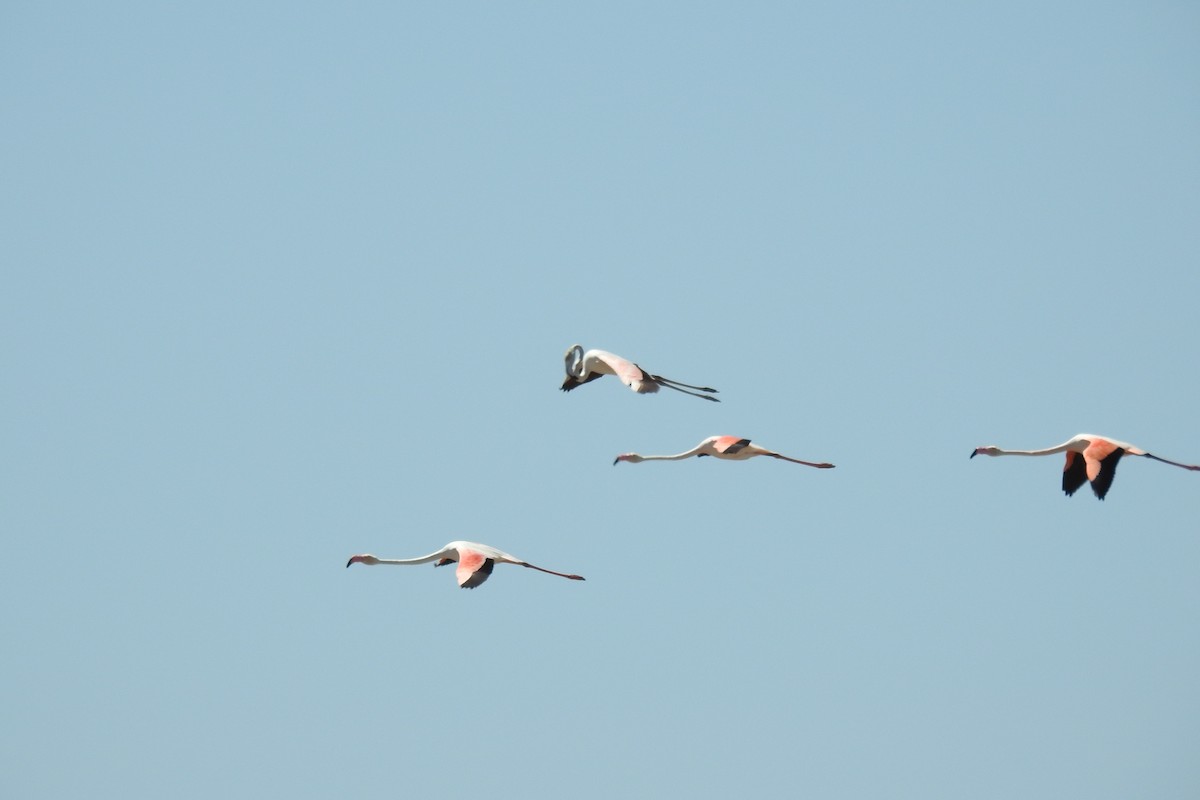 Greater Flamingo - ML618609903