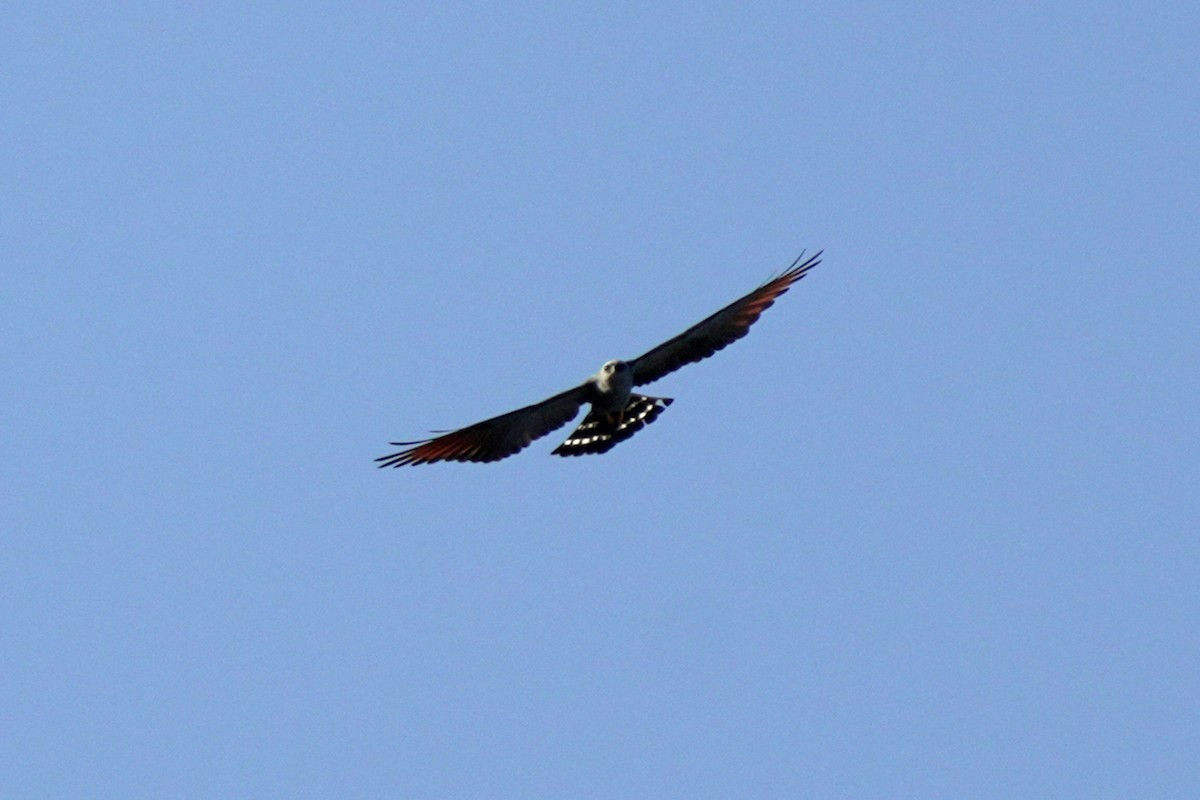 Plumbeous Kite - ML618609923
