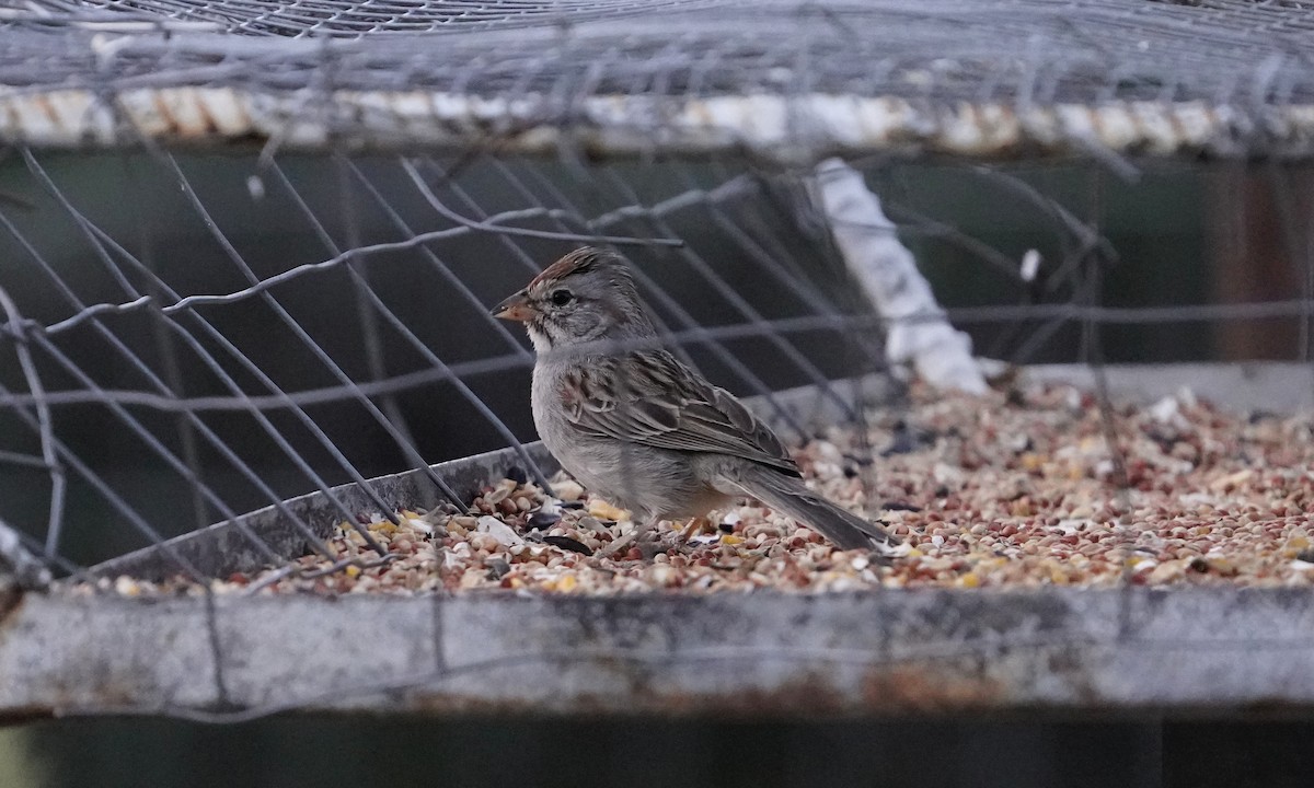 Rufous-winged Sparrow - ML618609931