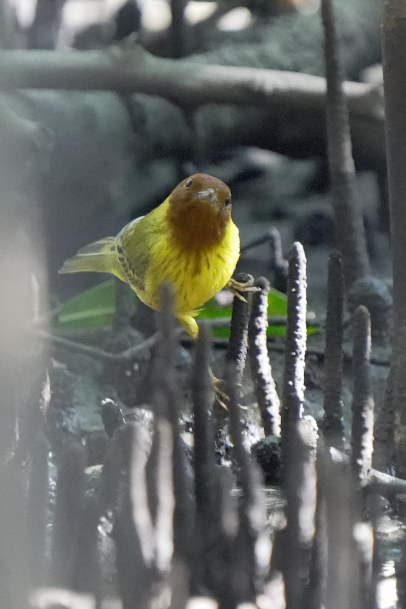 Yellow Warbler (Mangrove) - ML618609992