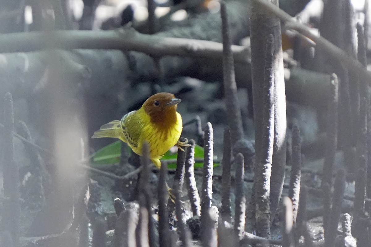 Yellow Warbler (Mangrove) - ML618609994