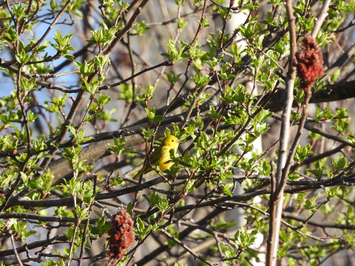 Yellow Warbler - ML618610034