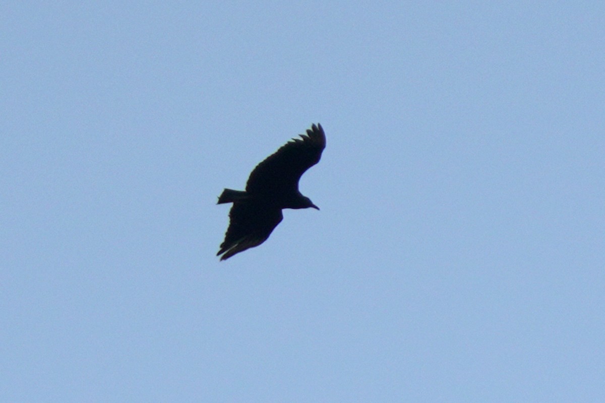 Black Vulture - ML618610044