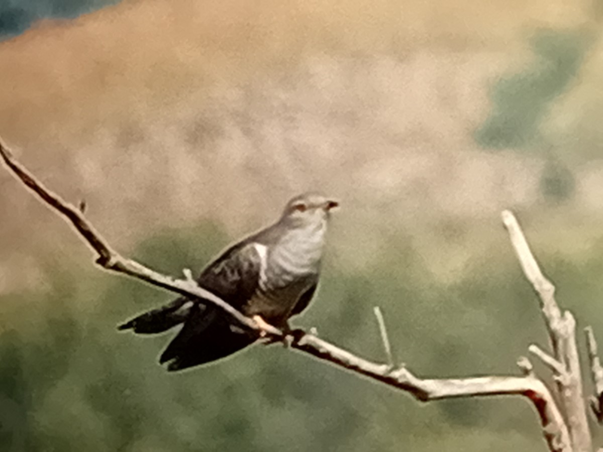 Common Cuckoo - garcia de los rios loshuertos