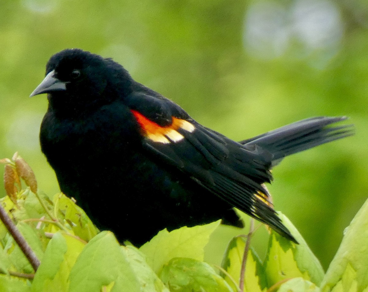 Red-winged Blackbird - ML618610119