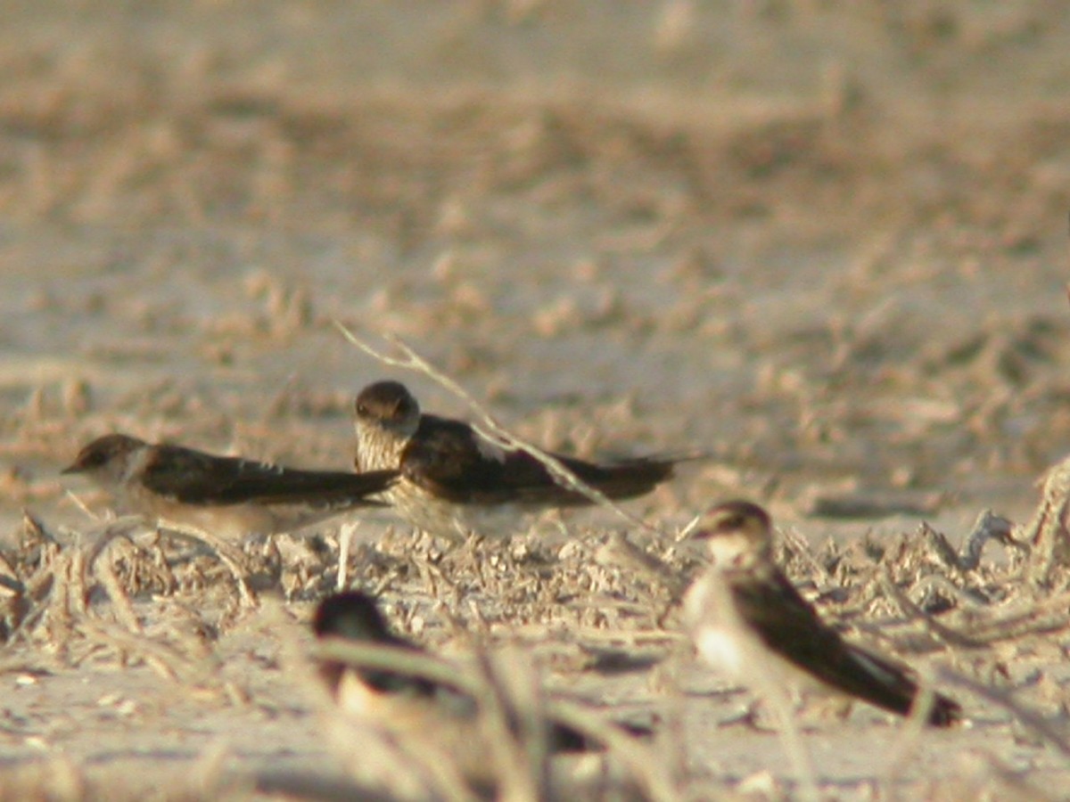 Red-rumped Swallow - ML618610123