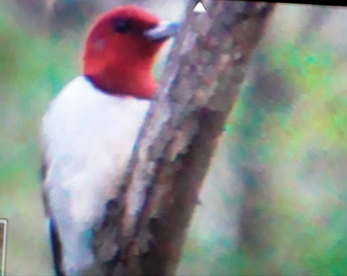 Red-headed Woodpecker - ML618610140