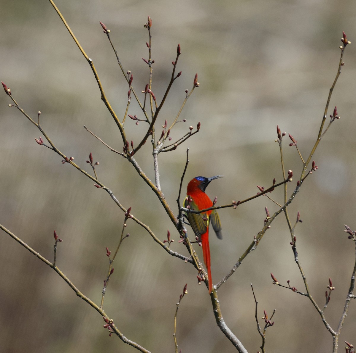 Fire-tailed Sunbird - Kalpesh Gaitonde