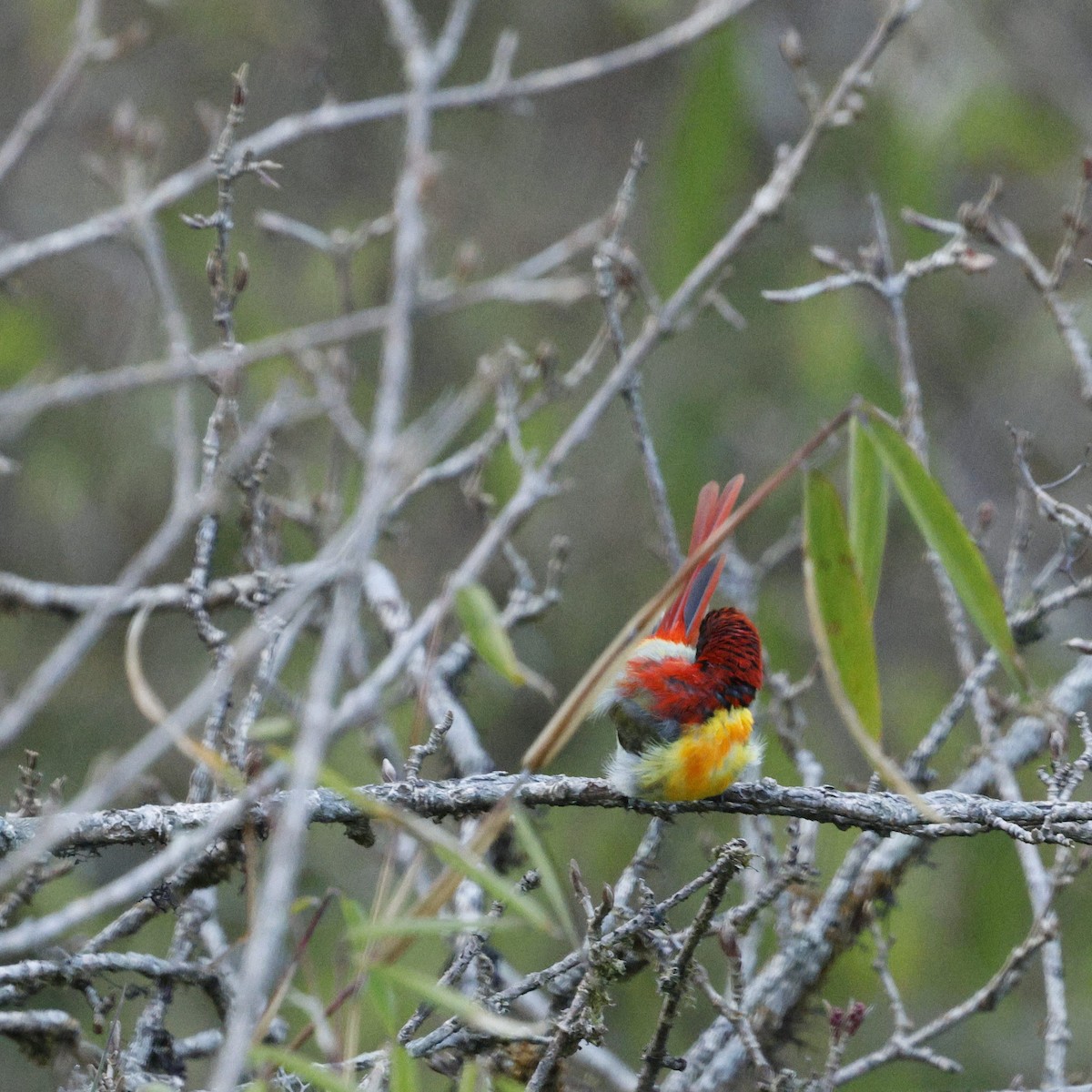 Fire-tailed Sunbird - ML618610192