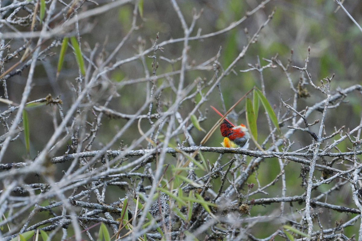 Fire-tailed Sunbird - Kalpesh Gaitonde
