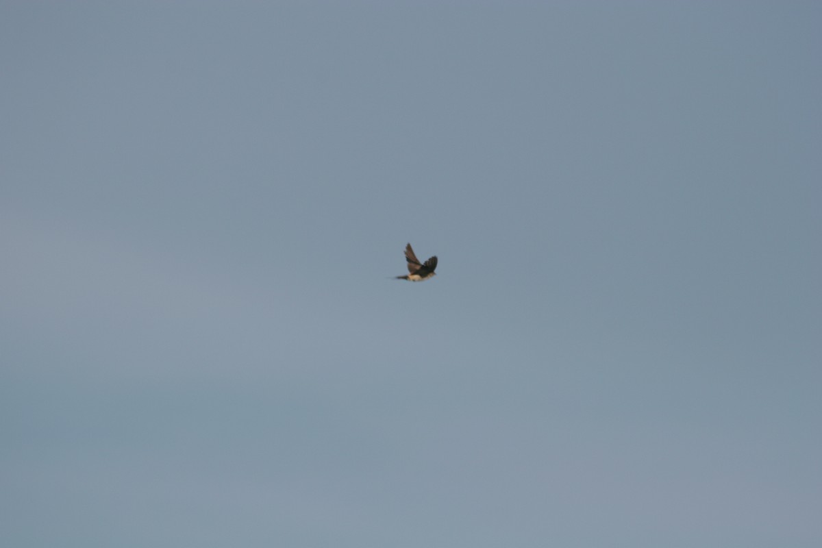 Red-rumped Swallow - ML618610198