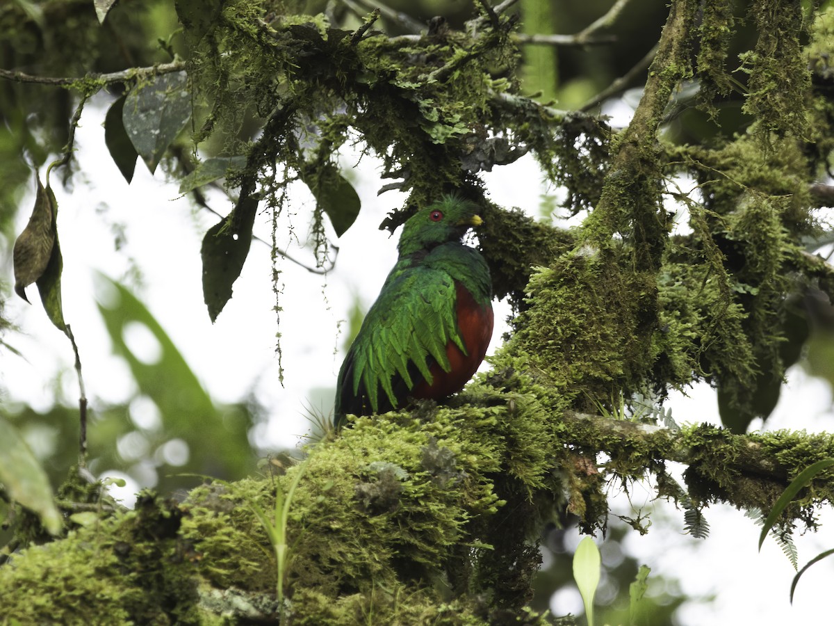 Crested Quetzal - ML618610226