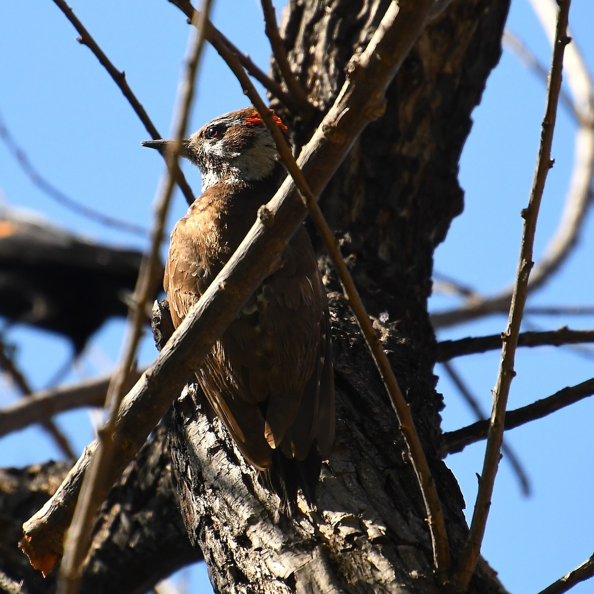 Arizona Woodpecker - ML618610264