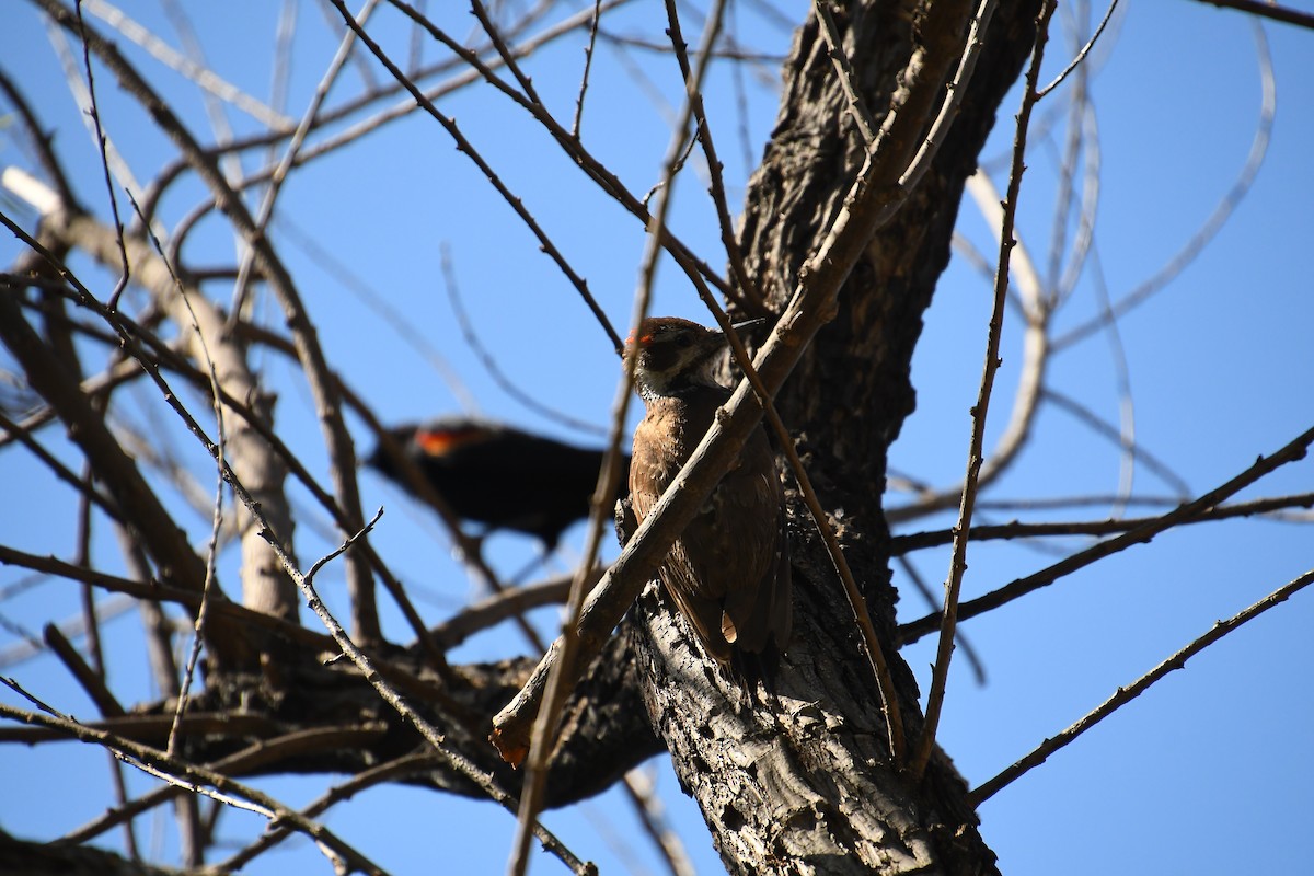 Arizona Woodpecker - ML618610266