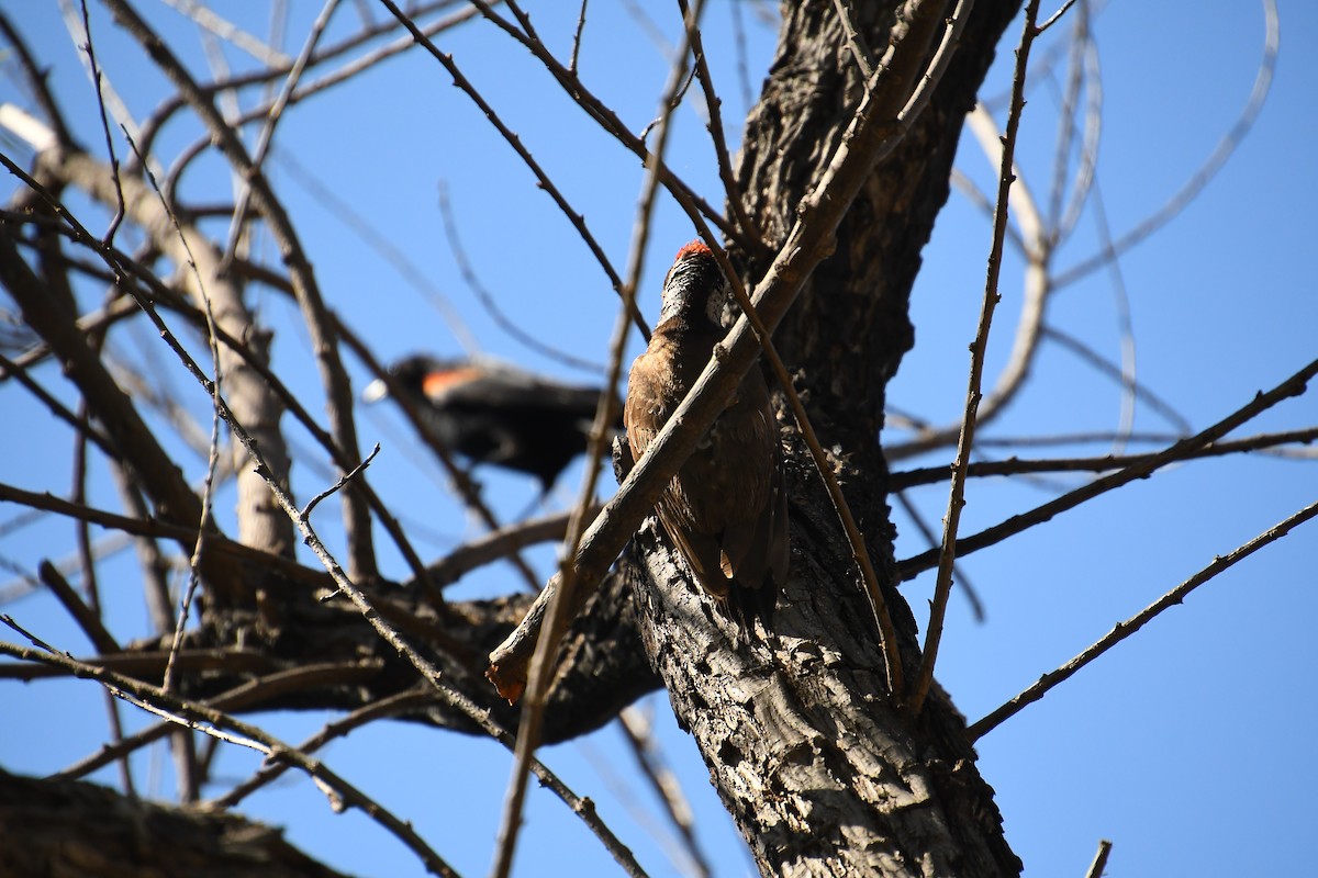Arizona Woodpecker - ML618610267