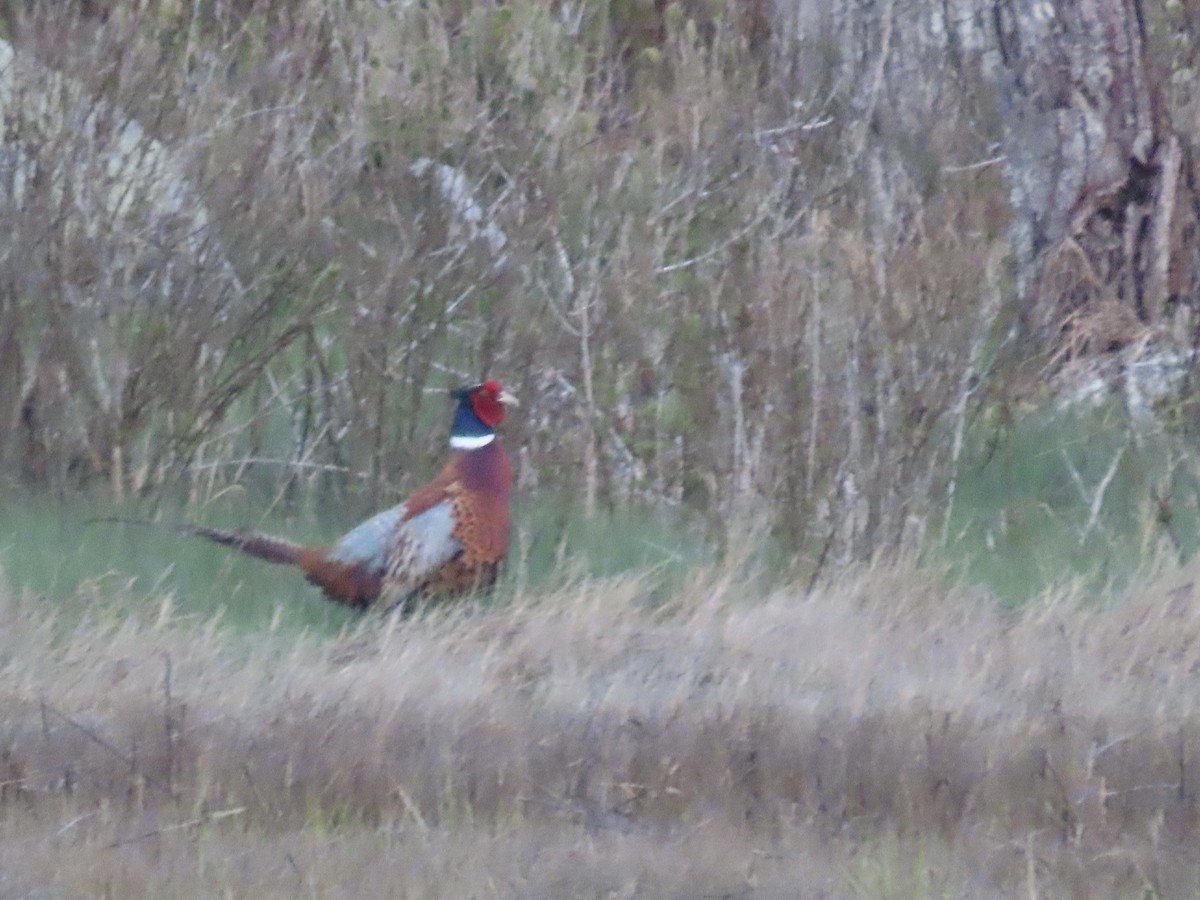 Ring-necked Pheasant - ML618610268