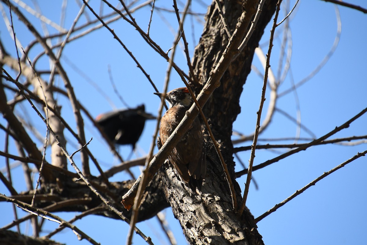 Arizona Woodpecker - ML618610269