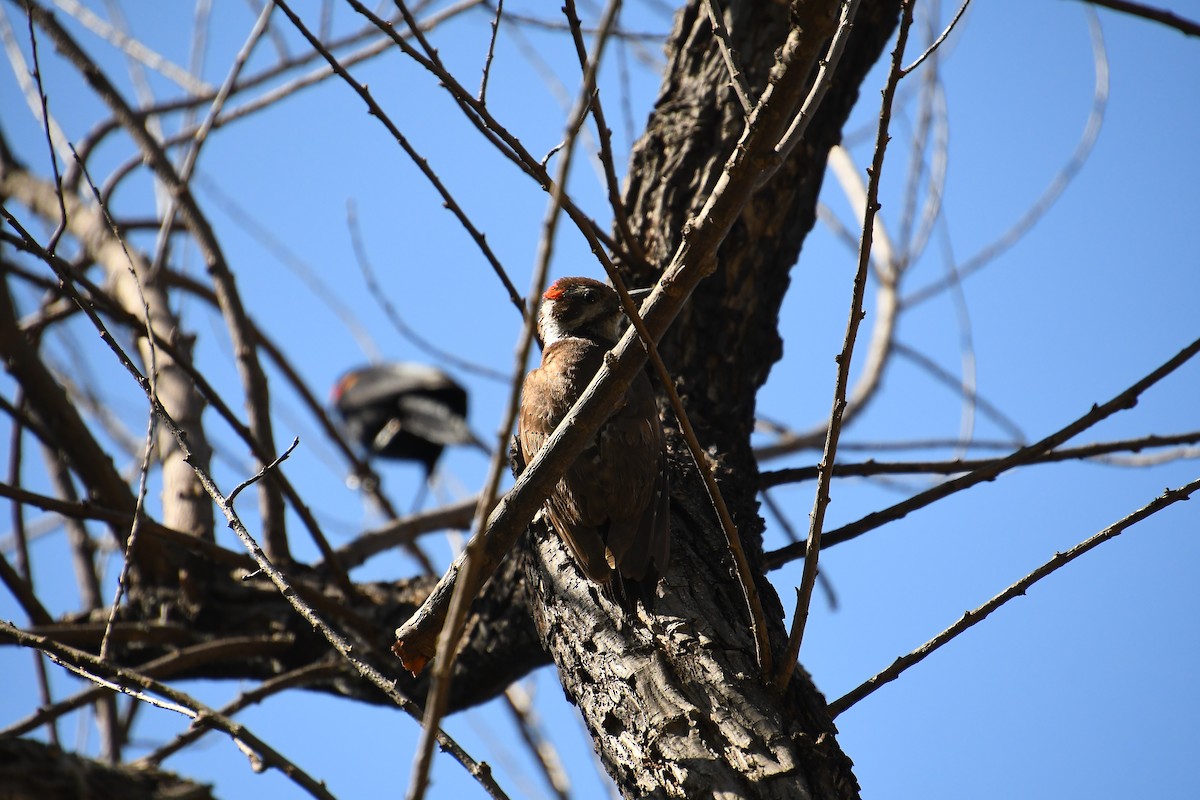 Arizona Woodpecker - ML618610275