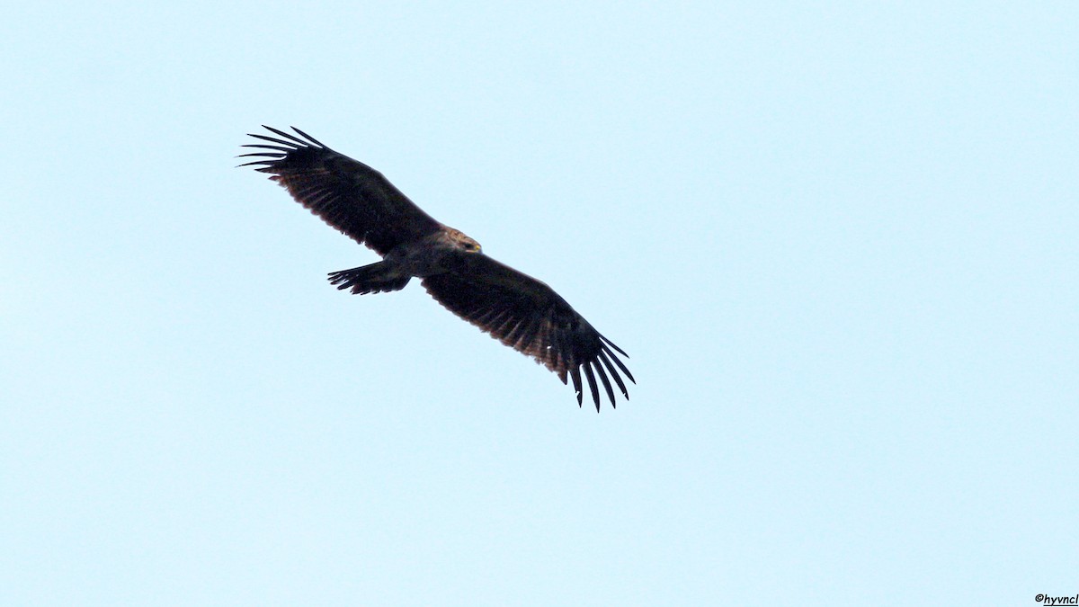 Lesser Spotted Eagle - ML618610277