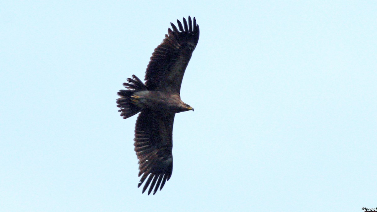 Lesser Spotted Eagle - ML618610278