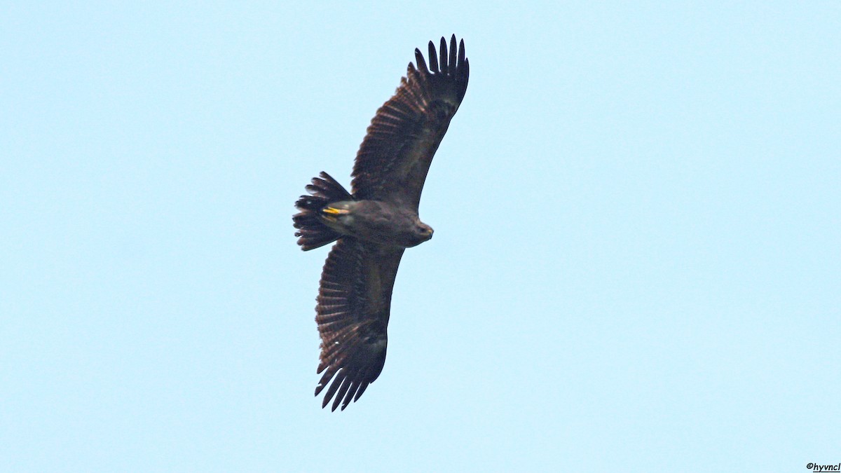 Lesser Spotted Eagle - Ozgun Sozuer