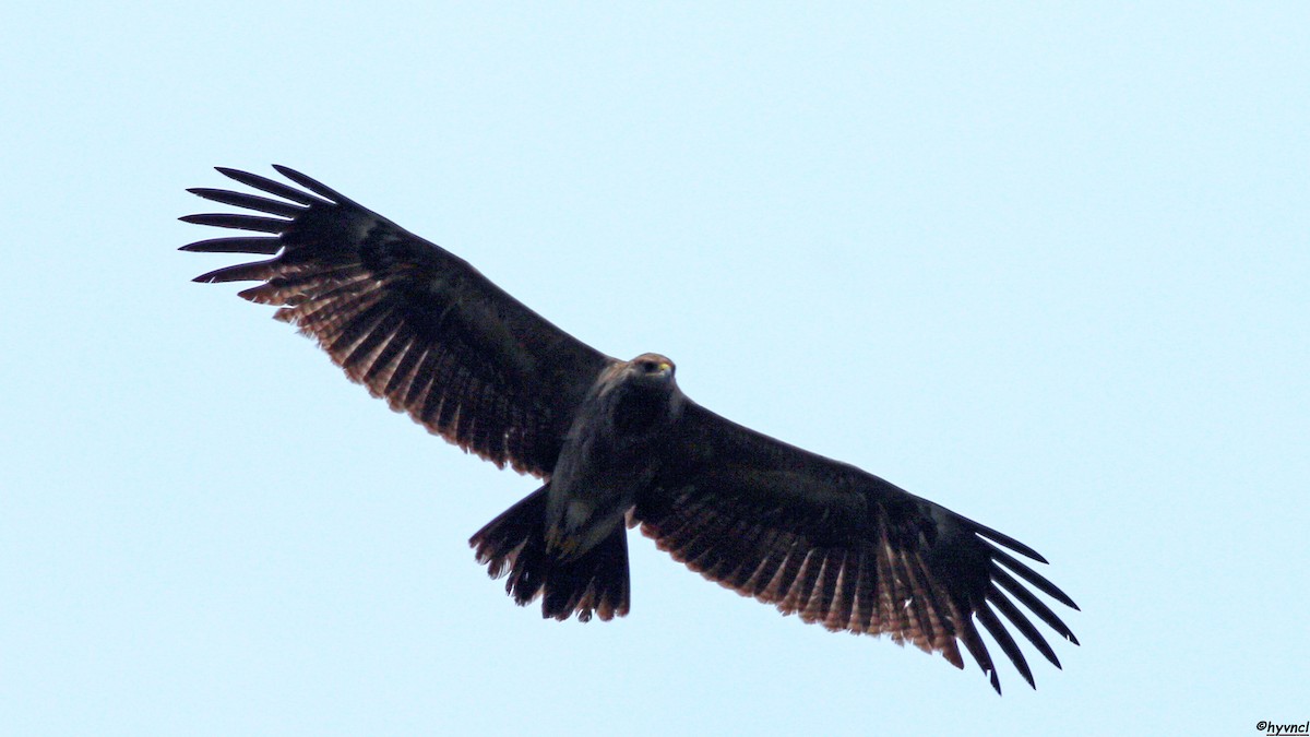 Lesser Spotted Eagle - Ozgun Sozuer