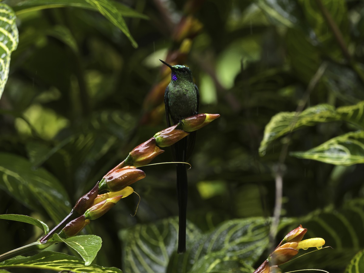 Long-tailed Sylph - ML618610288