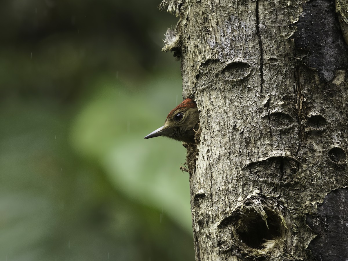 Smoky-brown Woodpecker - ML618610297